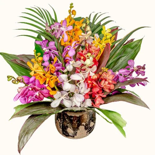 Orchid Nirvana