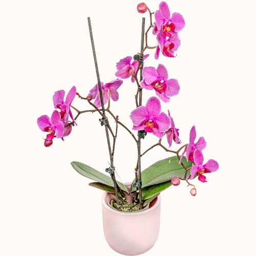 'Athena' orchids in a small ceramic pot