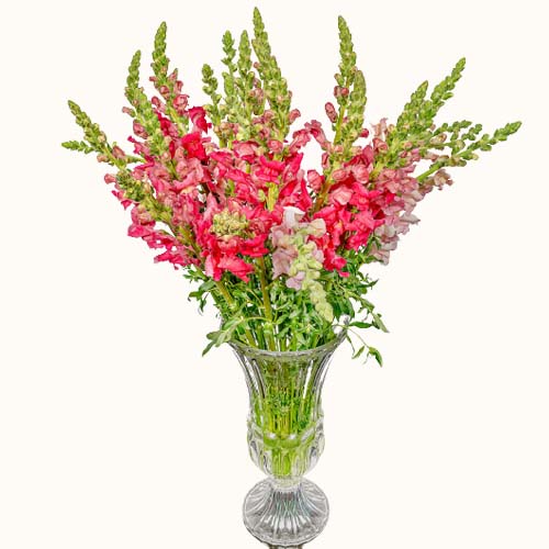 Red and Pink 'Indian Summer' flowers in a small vase