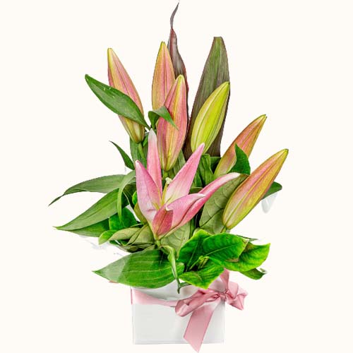 Pink and green 'Stargazer' flowers in a small box with ribbon