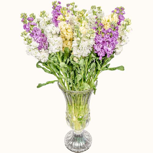 Purple and white 'Turkish Delight' flowers in a small vase